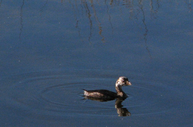 American Coot (Fulica americana) Paddles in a Pond