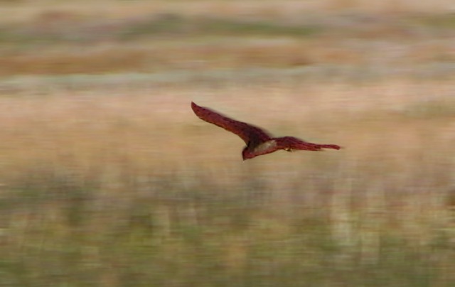 Northern Harrier Hawk (Circus cyaneus) Sweeps the Grasslands