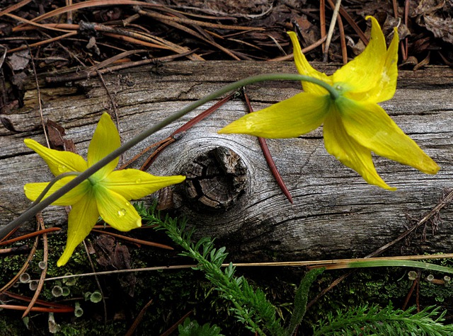 Trout Lilies or Glacier Lilies (Erythronium grandiflorum) and Ferns