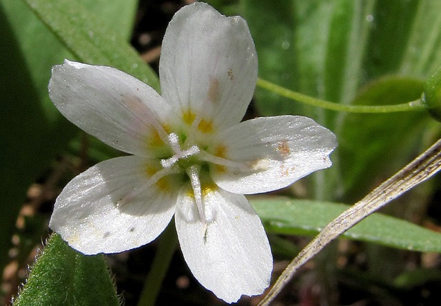 Spring Beauty (Claytonia lanceolata) 