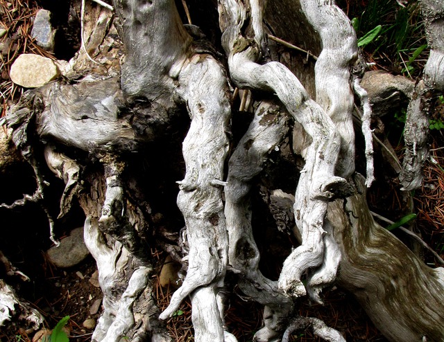 Root-Tangle Sculpture