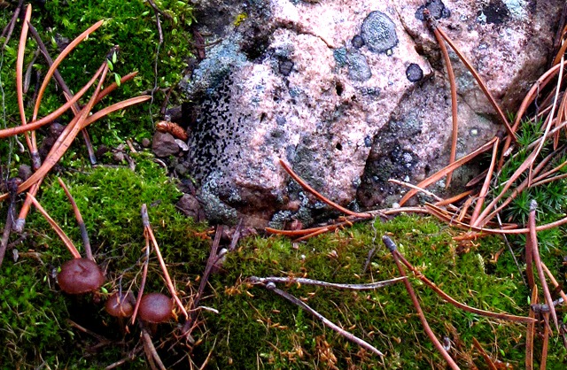 Rock, Moss, Pine Needles, and Mushrooms