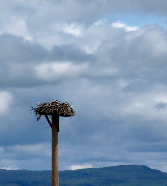 Osprey Nesting Platform Overlooking Hebgen Lake