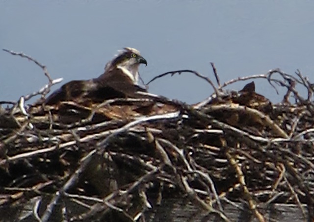 An Osprey (Pandion haliaetus) on the Nest