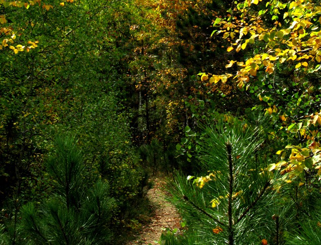 Iron Creek Trail -- Autumn