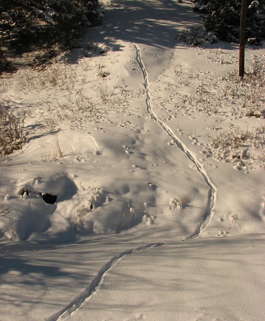 Side Hill Deer Tracks
