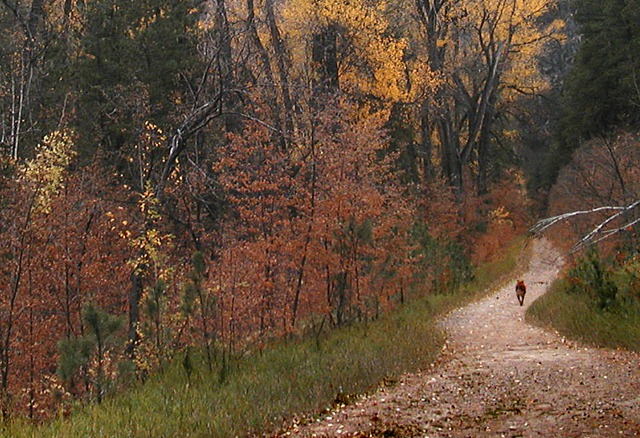 Levi's Autumn in Little Elk Creek