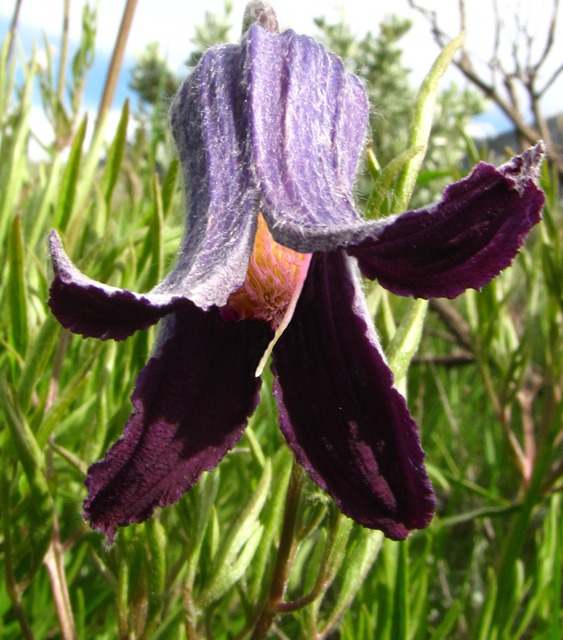 A Purple Clematis or Sugarbowl (Clematis hirsutissima) Near the Road