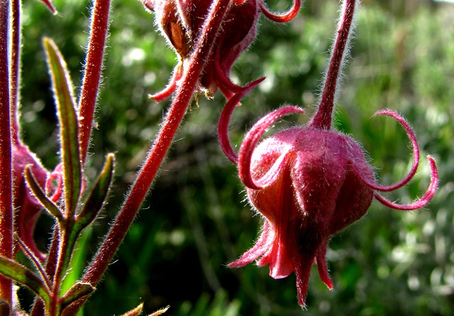 Prairie Smoke Blossoms (Geum triflorum)