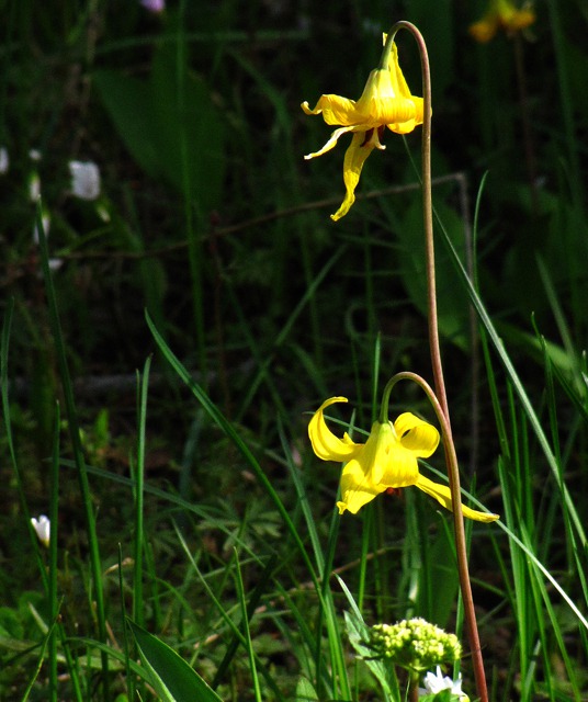 Glacier Lily (Erythronium grandiflorum)