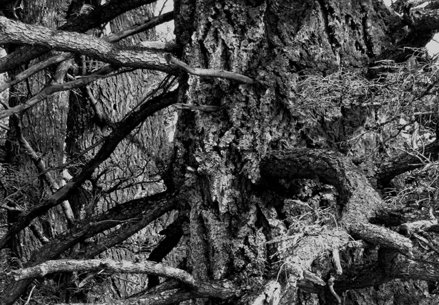 Three Pines in a Pattern at Red Rock Pass