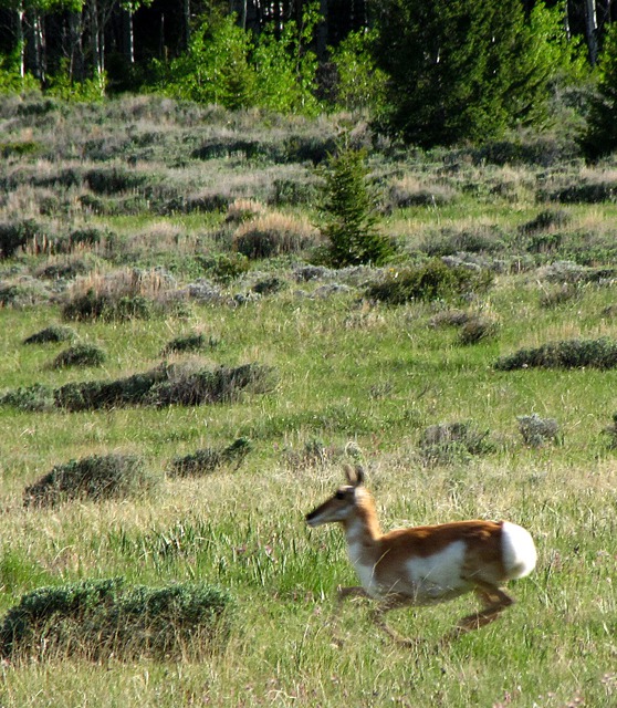 Antelope (Antilocapra Americana) Lopes at Wood's Edge