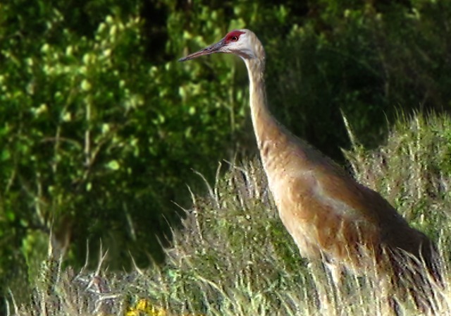 Sandhill Crane (Grus canadensis)  Hunts Just Up from the Lakeshore