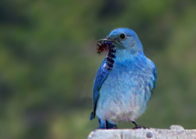 Mountain Bluebird (Sialia currucoides) With an Enticement for Marriage