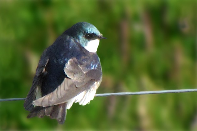 Tree Swallow (Tachycineta bicolor) 