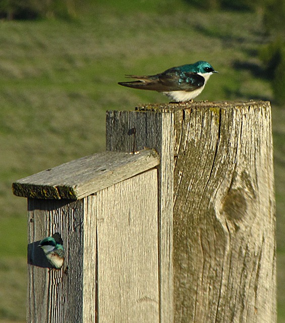 Tree Swallow (Tachycineta bicolor) Pair at Nesting Box