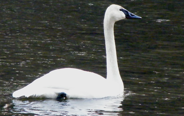 Trumpeter Swan (Cygnus buccinator)  -- Wikipedia photo by "Woodigo"