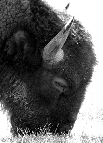 Fort Niobrara National Wildlife Refuge Bison Grazing (Black and White)