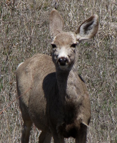 Deer Residing in Oak Woods Near the Niobrara River