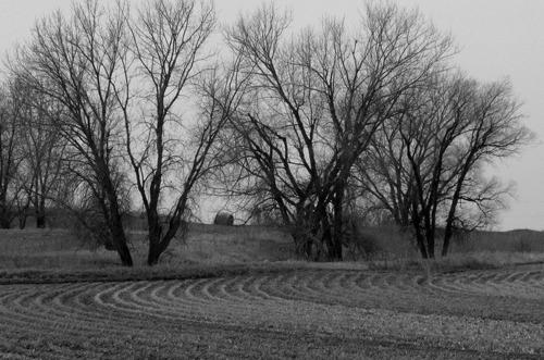 Trees and Fields in Fallow Nebraska Field (black and white)