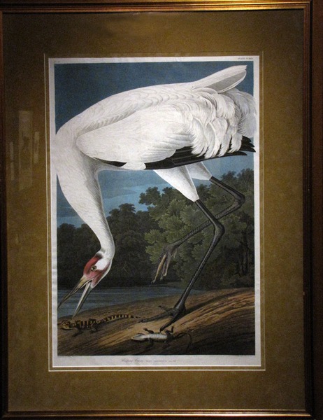 John James Audubon Crane Painting
