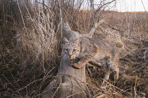 Michael Forsberg Prairie Bobcat Photo
