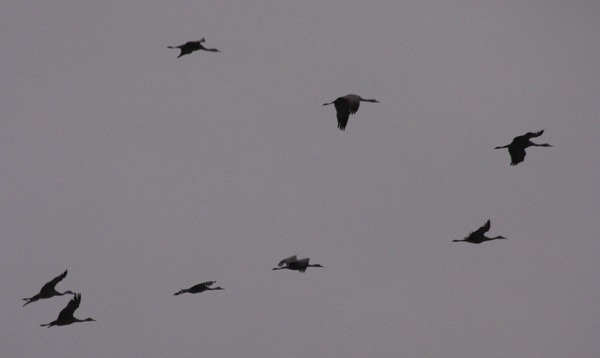 Low Descent V Pattern of Sandhill Cranes (Grus canadensis)