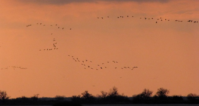 Yet More Sandhill Cranes (Grus canadensis) Arrival in the Pink Dusk