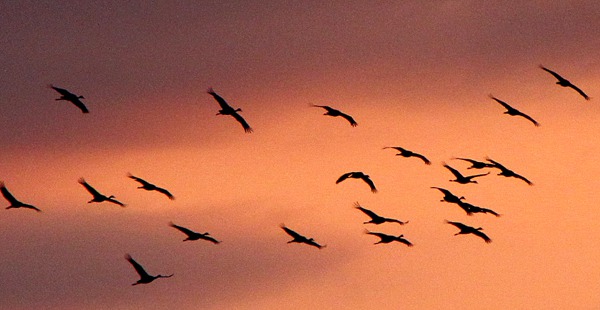 Sandhill Cranes (Grus canadensis) Against the Sunset Sky