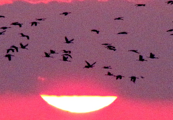 Sandhill Cranes (Grus canadensis) over a Dipping Sun