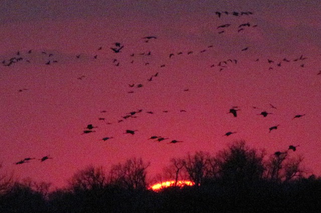 Sandhill Cranes (Grus canadensis) Over The Last Sun