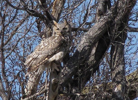 Great Horned Owl (Bubo virginianus) at Fort Kearney State Historical Park NE