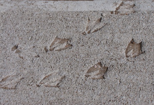 "Fossilized" Duck Tracks Near Sacramento-Wilcox State Wildlife Management Area Information Sign