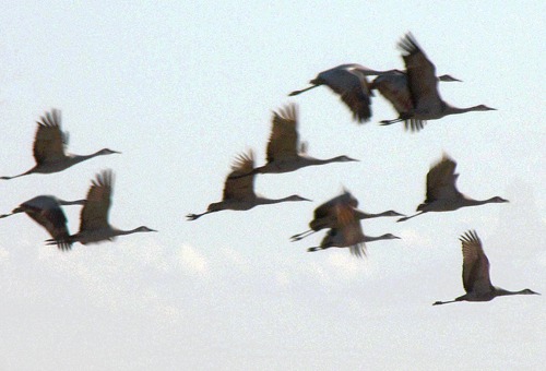 Stylized Sandhill Crane Flight at Dusk