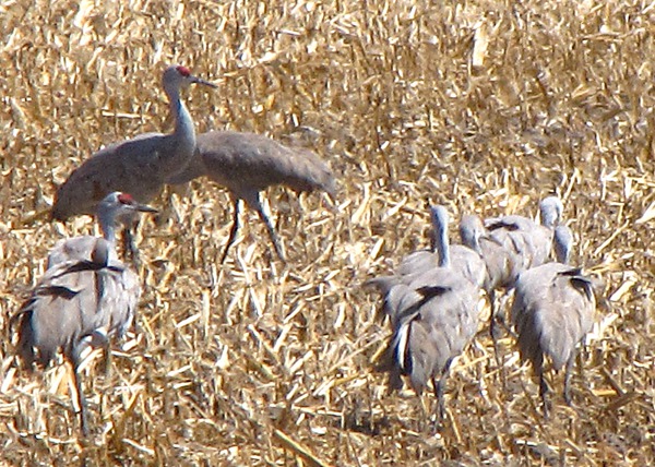 Sandhill Cranes (Grus canadensis) in Final Fattening Stage in the Corn Fields