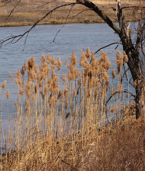Tall Reed Grass Along the Platte River