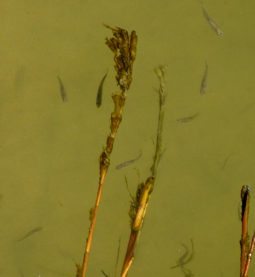 Minnows and Water Weeds