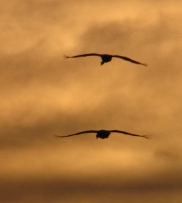 Pair of Sandhill Cranes (Grus canadensis) Sunset Fliers