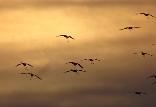 Sandhill Cranes (Grus canadensis) Landing in Dusk Glow 
