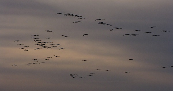 Sandhill Cranes (Grus canadensis) Arrive in Waves at Sunset
