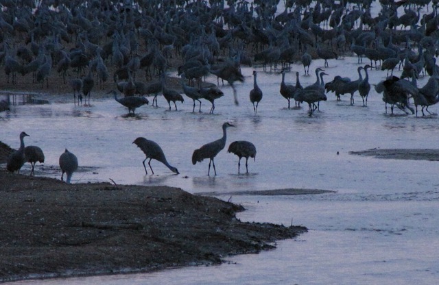 Shall We Gather at the River, the Beautiful River: Sandhill Cranes (Grus canadensis)