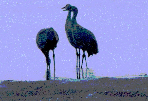Sandhill Cranes (Grus canadensis) On the Sandbar in the Platte River