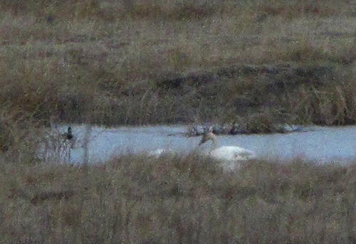 Trumpeter Swans (Cygnus buccinator) in the Distance at Valentine National Wildlife Refuge