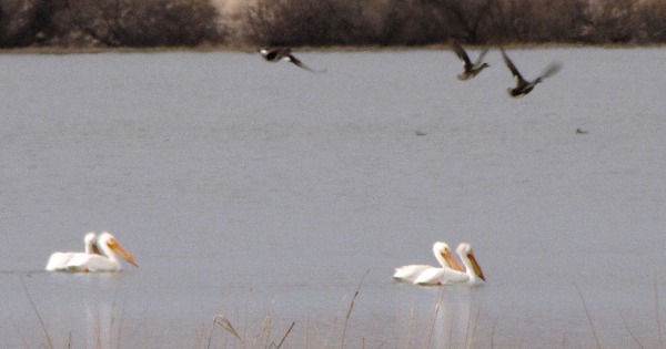 American White Pelicans (Pelecanus erythrorhynchos) and Fleeing Ducks
