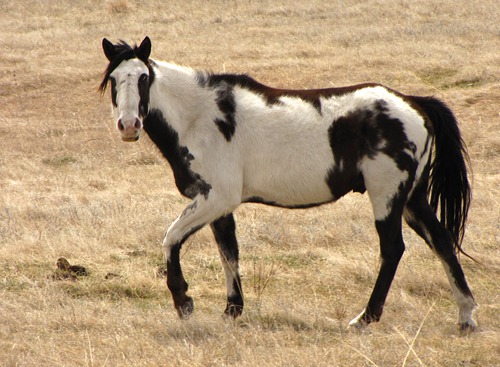 A Rosebud Paint Horse