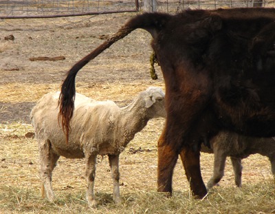 A Vetal Cow Shows a Certain Contempt For Sheep