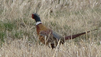 Ring-Necked Pheasant (Phasianus colchicus) Rooster