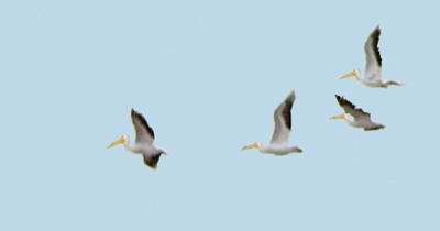 American White Pelicans (Pelecanus erythrorhynchos) in Flight
