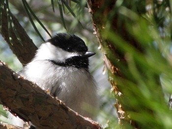 Chickadee (Poecile atricapillus) in a Tree