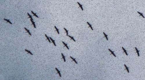 Sandhill Crane (Antigone canadensis) Flight Pattern